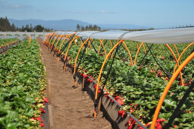 agricultural plastic sheeting