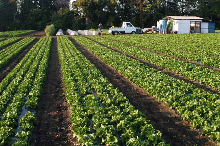 agricultural plastic sheeting