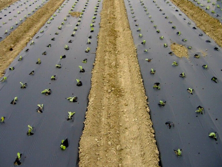 greenhouse sheeting