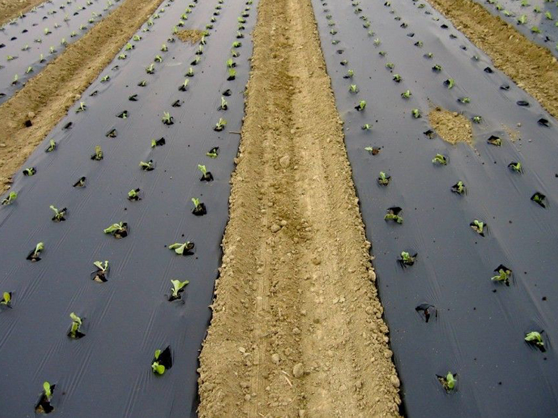 Eco-friendly and Sustainable Series