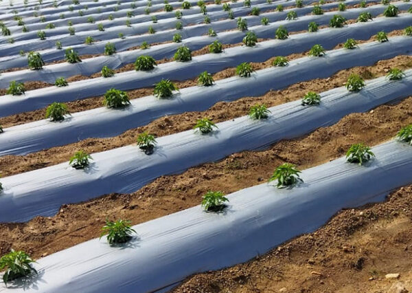 greenhouse sheeting