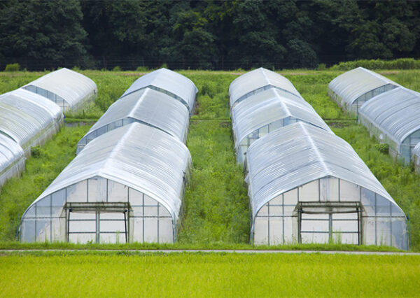 greenhouse sheeting