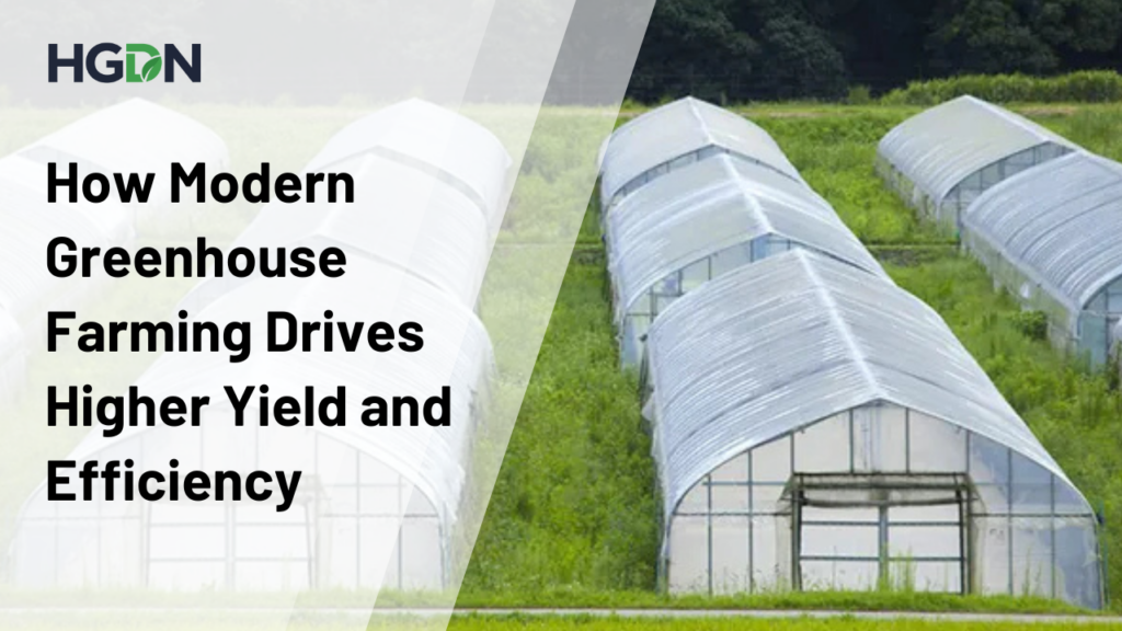 How Modern Greenhouse Farming Drives Higher Yield and Efficiency